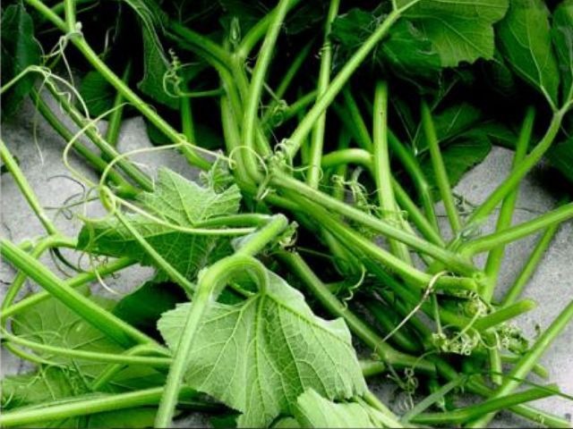 结石|小小一个南瓜藤方子，就能让得结石的人有所好转，后悔现在才知道