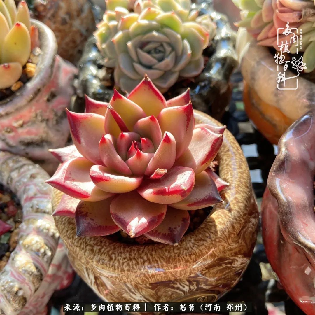 迷你小院儿,种满多肉、花草和蔬果,沉醉在自己的世外桃源!