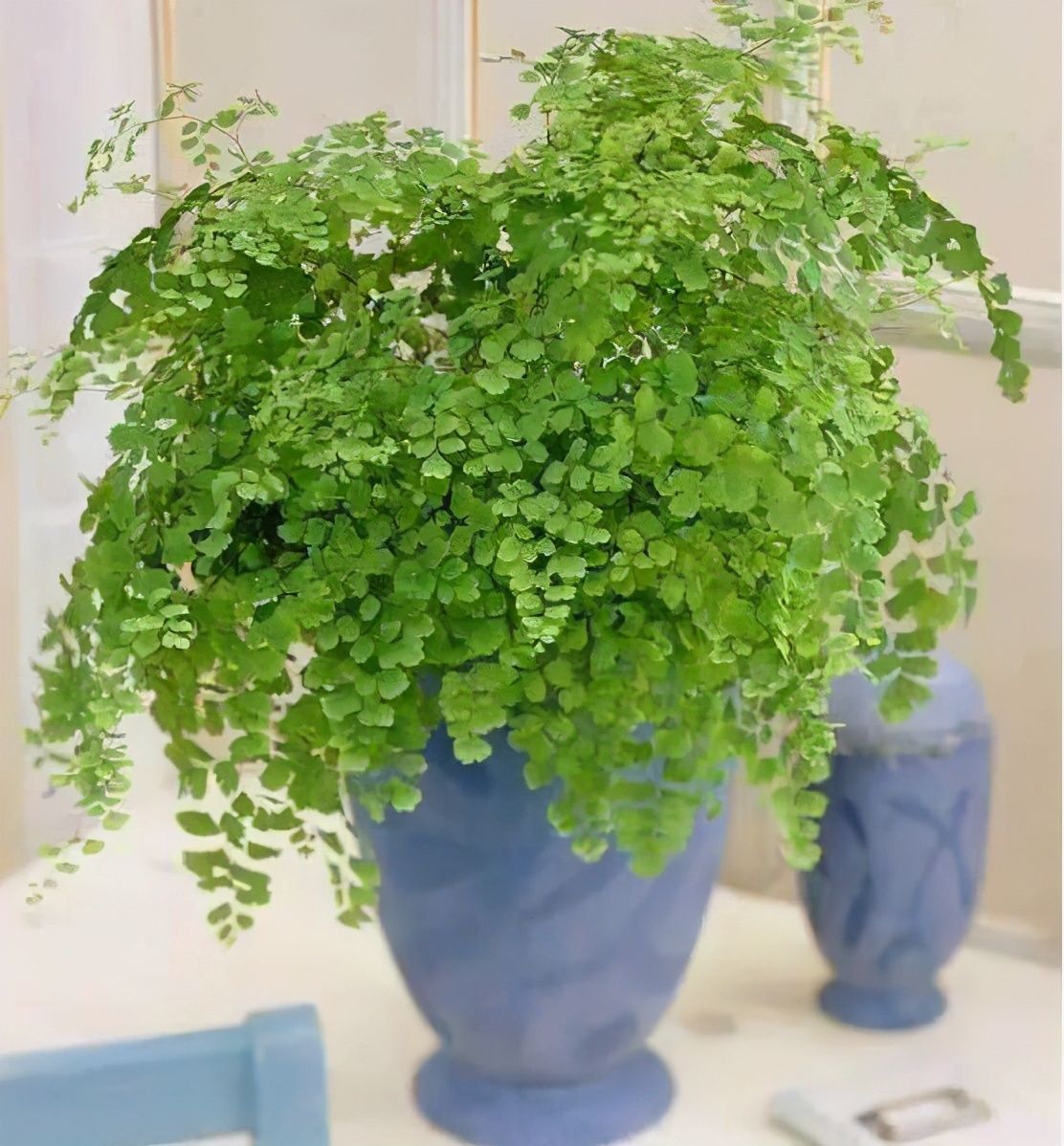 四种花,有净化本领,客厅养几盆,空气洁净不少