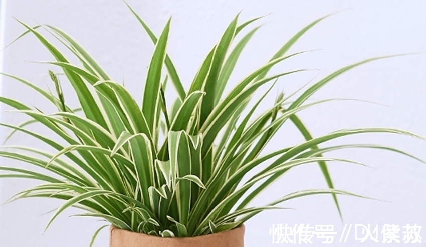 散光|五种花耐阴性很好,天气凉爽也别暴晒,不然容易出问题