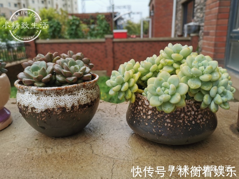 新手|养多肉,新手觉得难,原来是好心办坏事,犯了5个误区