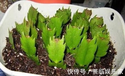 终于等到了扦插季，这两种花赶紧买，以后就不用买了！