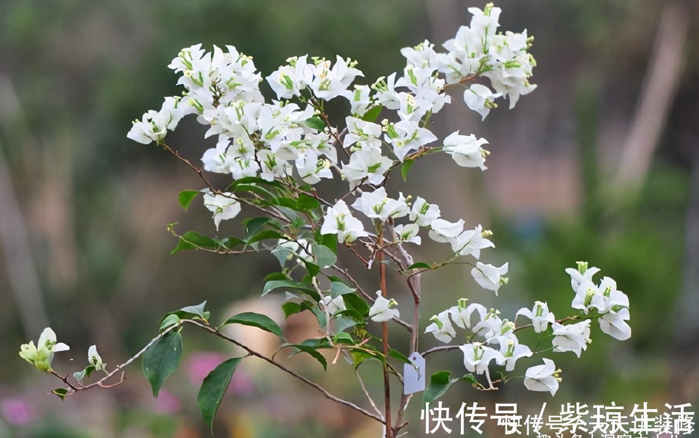三角梅不耐冻,三个“小动作”,韧性足猛抽穗,绽放层叠群花