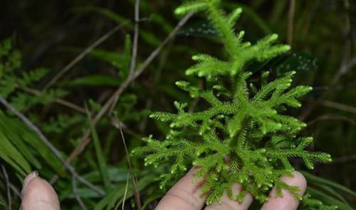 浑身关节酸痛无力多摘一种野草煎汤喝，通血活络，消肿止痛