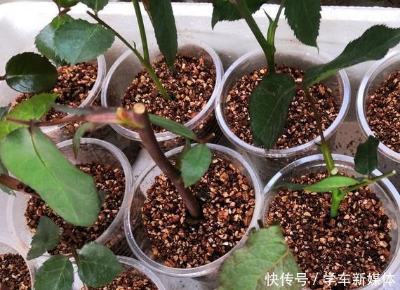 月季之所以生根难,或许是这5点没做好,做好了容易生根!