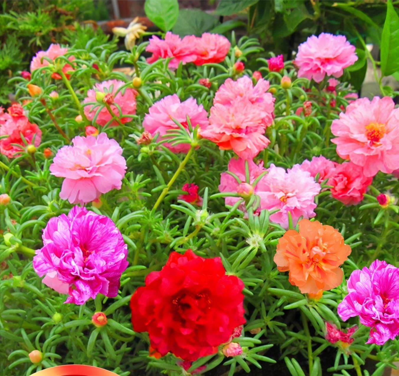 高温40度，6种花“尽情晒”，越晒越开花，密密匝匝一大盆，漂亮