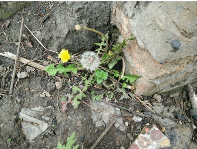 肾阳虚衰|农村人不吃的野菜。喂猪都不吃，城市人抢着买，医药价值非常的高