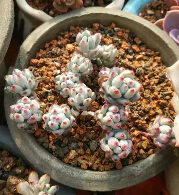 煤渣|什么腐叶土、营养土,比不上“一窝煤”,养花不烂根,易爆盆!