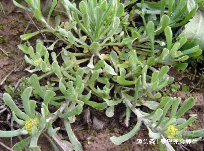 氨基酸|大自然的“祛湿菜”被找到了,身体湿气重,多食此菜,防止咳嗽