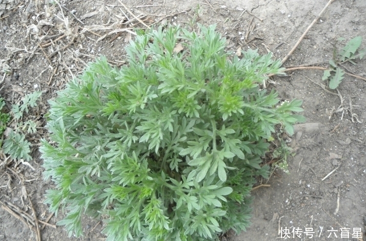 野菜|这些人见人爱的野菜，生津补肝，养肝明目，止咳化痰，你吃过吗