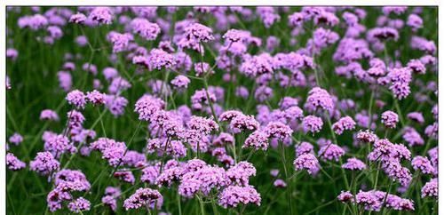 马鞭草|阳台再小,也要养2种花,耐寒又耐热,简单好养,美丽浪漫!