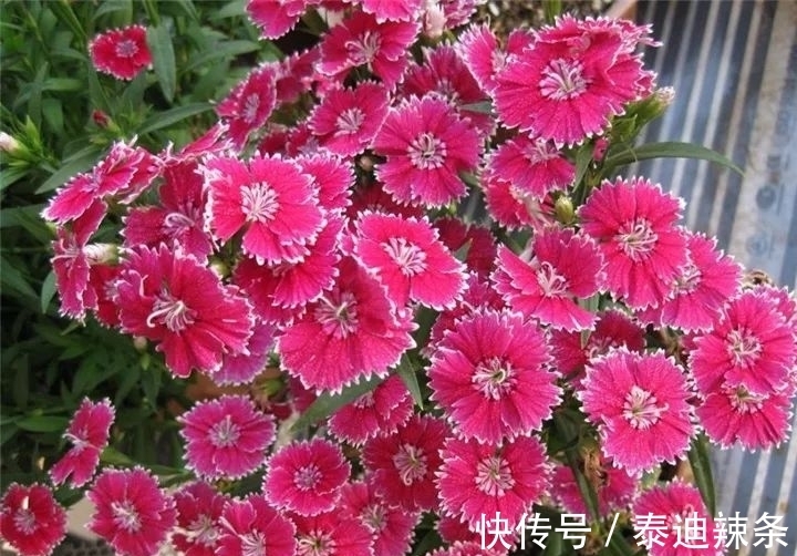 防盗窗养这5盆花,开花多、花期长,邻居看了都眼红