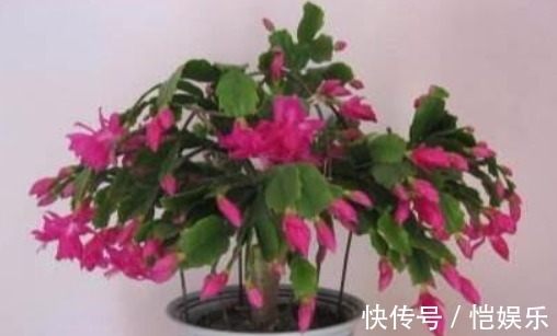 蟹爪兰开花不断的妙招,盆里用个“它”,花苞呼呼冒,开的特别多