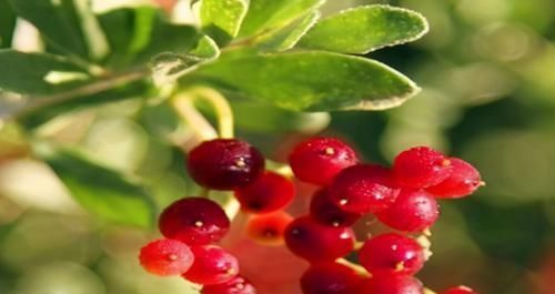 养肝就是保命,3种食物,养肝护肝,排毒养颜,肝脏舒服,人年轻