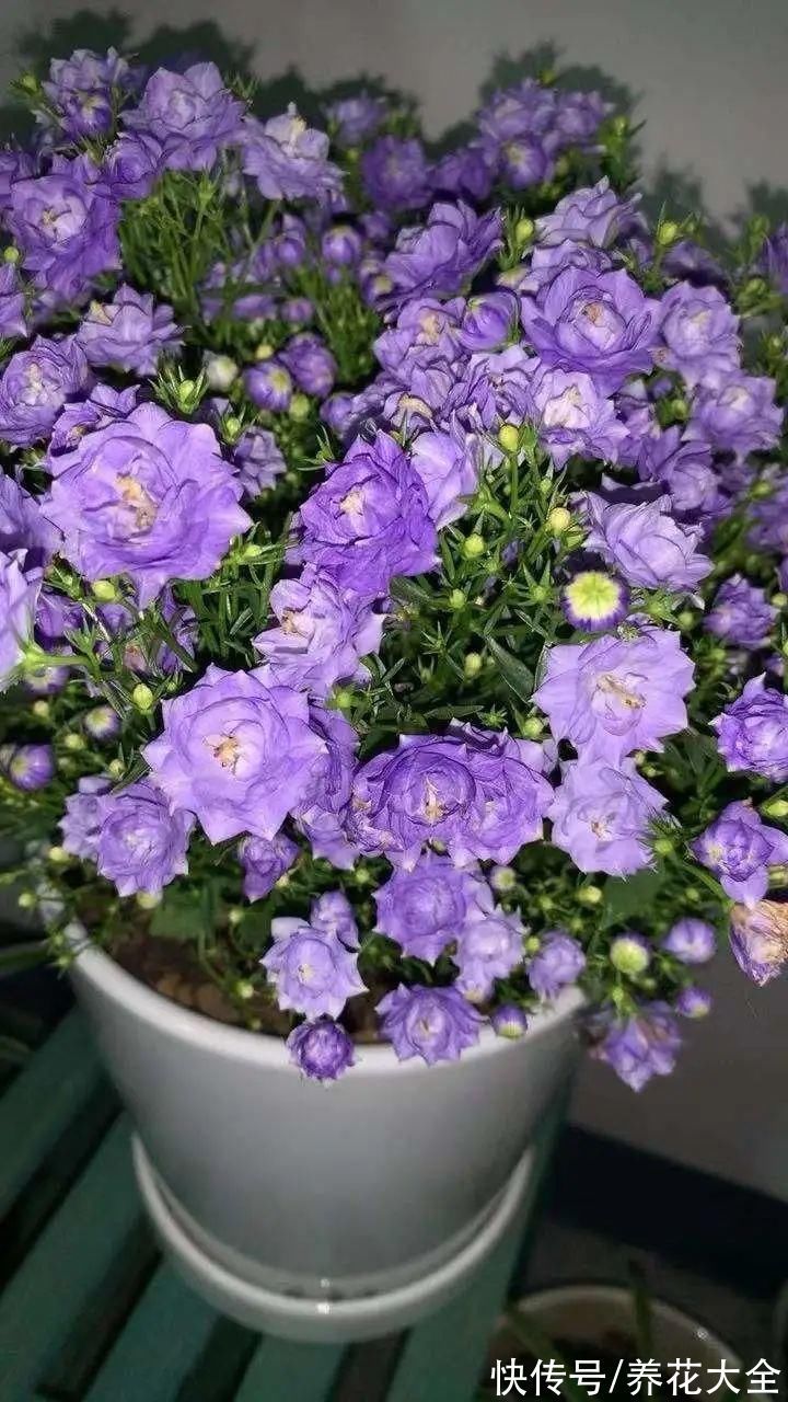 今冬最火网红花,密密麻麻“风铃”花苞,气质十足有格调