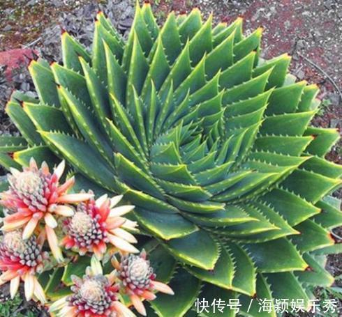 1盆芦荟1万2,你见过?一活就是50年,花友:值这个价格