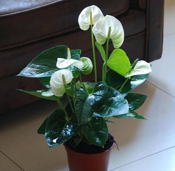 有3种植物“最环保”，都是制氧高手，还十分美丽，不妨回家养1盆