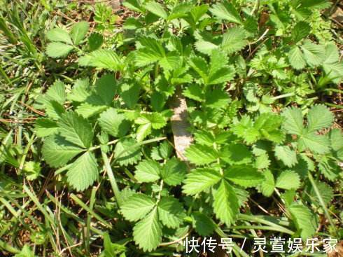 农村|农村这种野草,农民用它熬粥,殊不知它价值珍贵,一斤30元