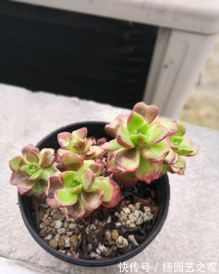 多肉晒太阳不是你想晒就晒的，你看看这些多肉就知道了