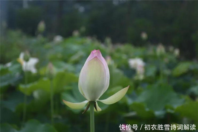 莲花|荷花花苞叫菡萏，赏读菡萏诗九首，金针刺菡萏，夜夜得见莲