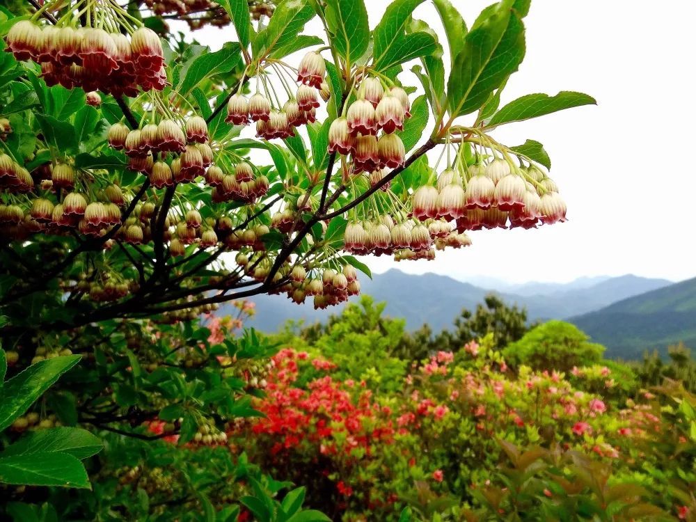 岩门|秋日最宜登高望远，缙云这些爬山好去处必须要知道！