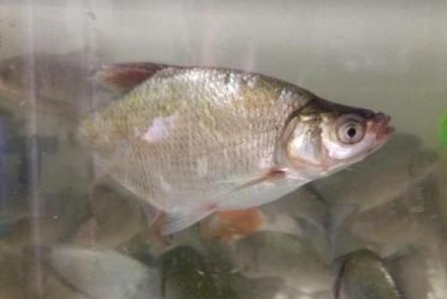 锦囊妙计|天气冷,鳊鱼反而更好钓?老司机再次提醒,这钓法果然不同凡响