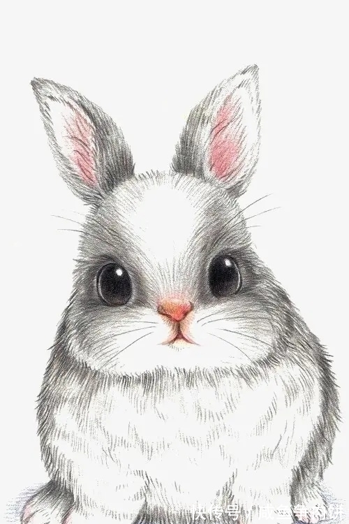 生肖兔|喜上眉梢的生肖