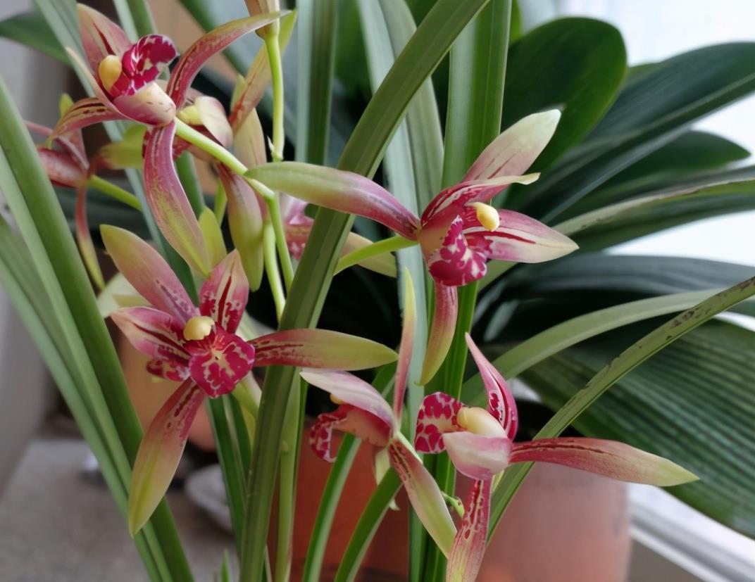 春兰|兰花中好养的品种就属建兰了,那建兰今年的网红产品是哪个?