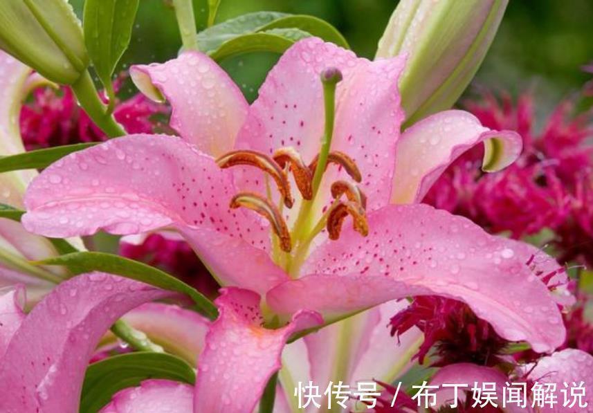4种花是“花卉中的劳模”，一开就是300多天，新手懒人都喜欢