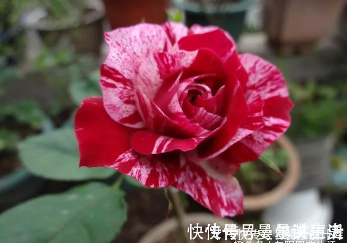 营养土|月季花苞小,开花少改善这“3点”,开花翻倍,花瓣又大又艳