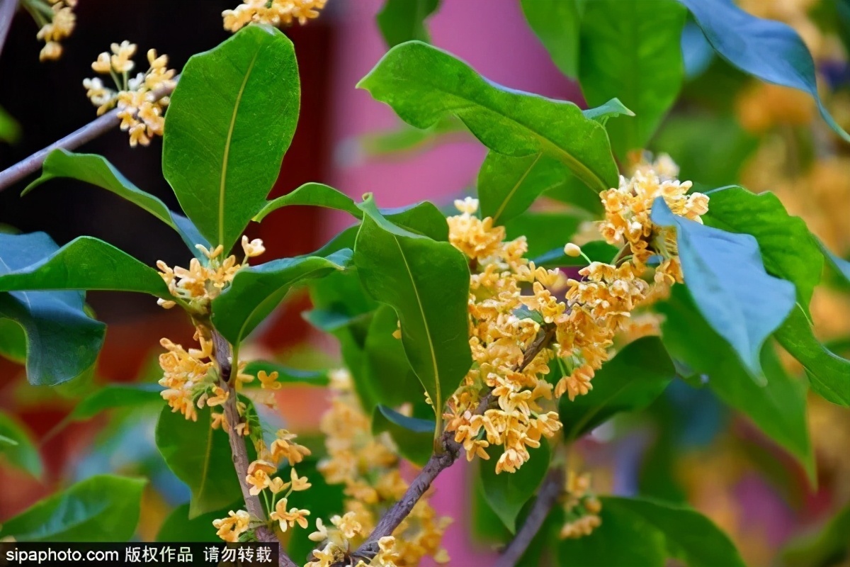 细“鼠”点滴：极不平凡的2020年，看完竟然默默流泪了！