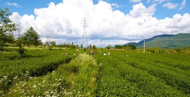 采茶|「国家AAA级景区」腾冲马站高山乌龙茶景区