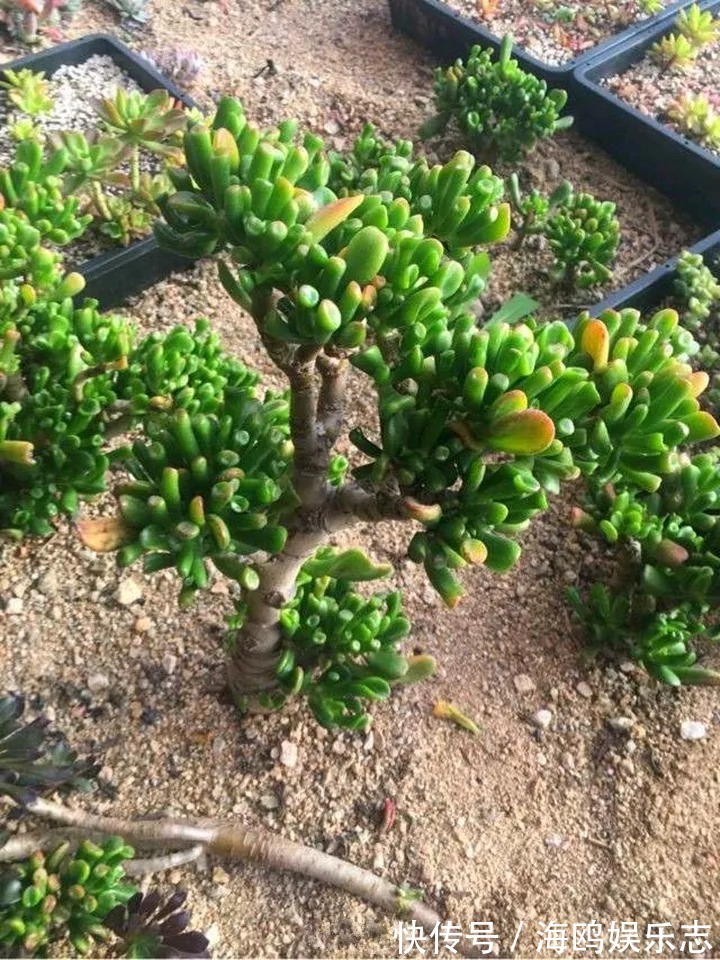 存钱筒|20年的“玉树”，叶子长成存钱筒，夏天猛晒红彤彤！