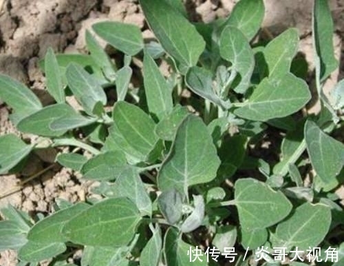 野草|这些野菜农村都当是野草，却是最适合孩子的“天然钙片”