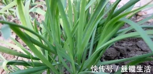 长寿|想长寿全靠吃,3种食物离不开,补血养颜,身体棒棒哒!