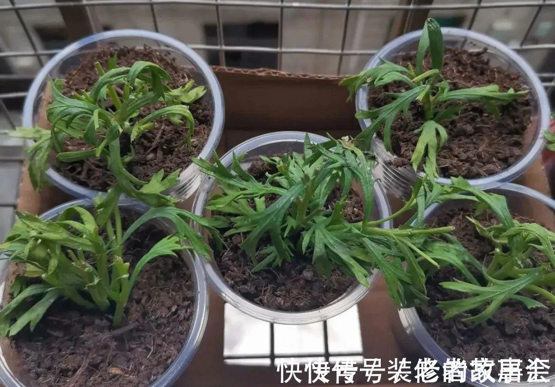 花量|6种花别养老桩，越老越不开花，赶紧扦插备份