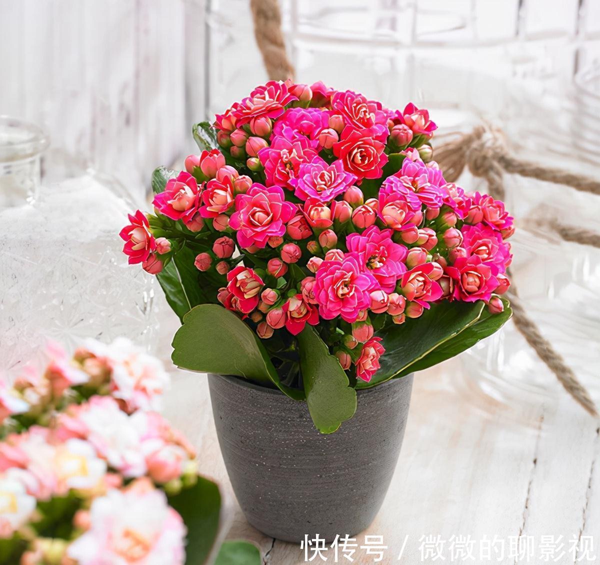 5种公认的富贵花,适合养客厅,贵气又吉祥,有钱人家都爱养