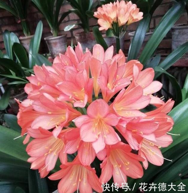 小技巧|家里养君子兰,一个施肥小技巧,叶片长得又厚又大,花开得非常多