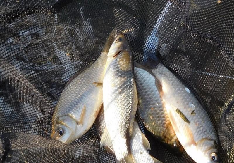 钓不到鱼,除了自然因素外,主要原因还是钓友