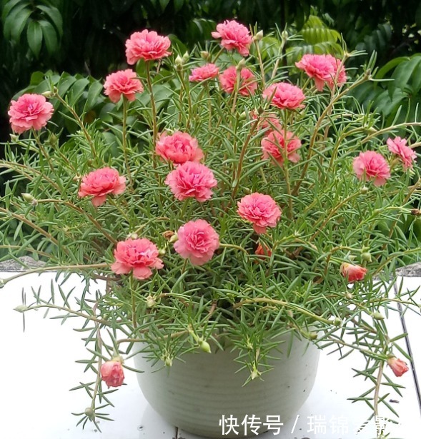 死不了的花，枝条沾土就活，从4月开到12月！