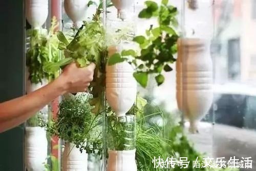 养花|你扔掉的塑料瓶我用来养花，生根快，开花多，别有一番风味！
