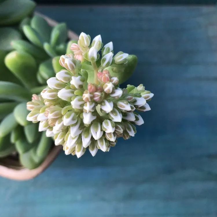 面朝大海的多肉们，在四季变迁中生生不息！