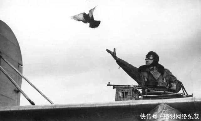 作战方式|抗战时,遇到一种动物必须要击毙,这是鲜血换来的教训