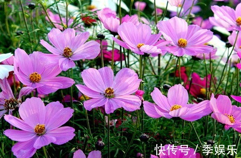 常见几种菊花,好看好养,开花千重瓣,越看越想养