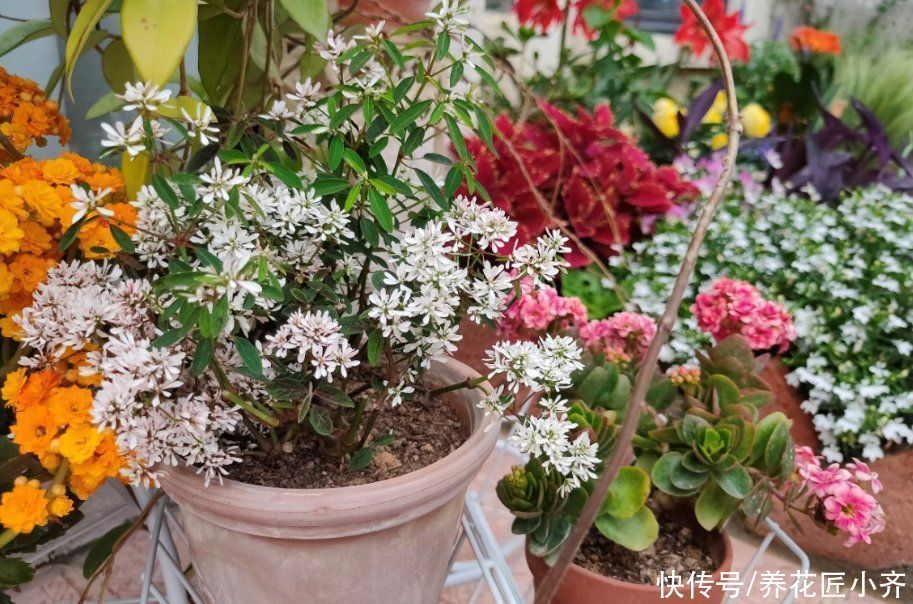 养花总烂根怎么办?预防是关键,做好这7点,想烂根都难