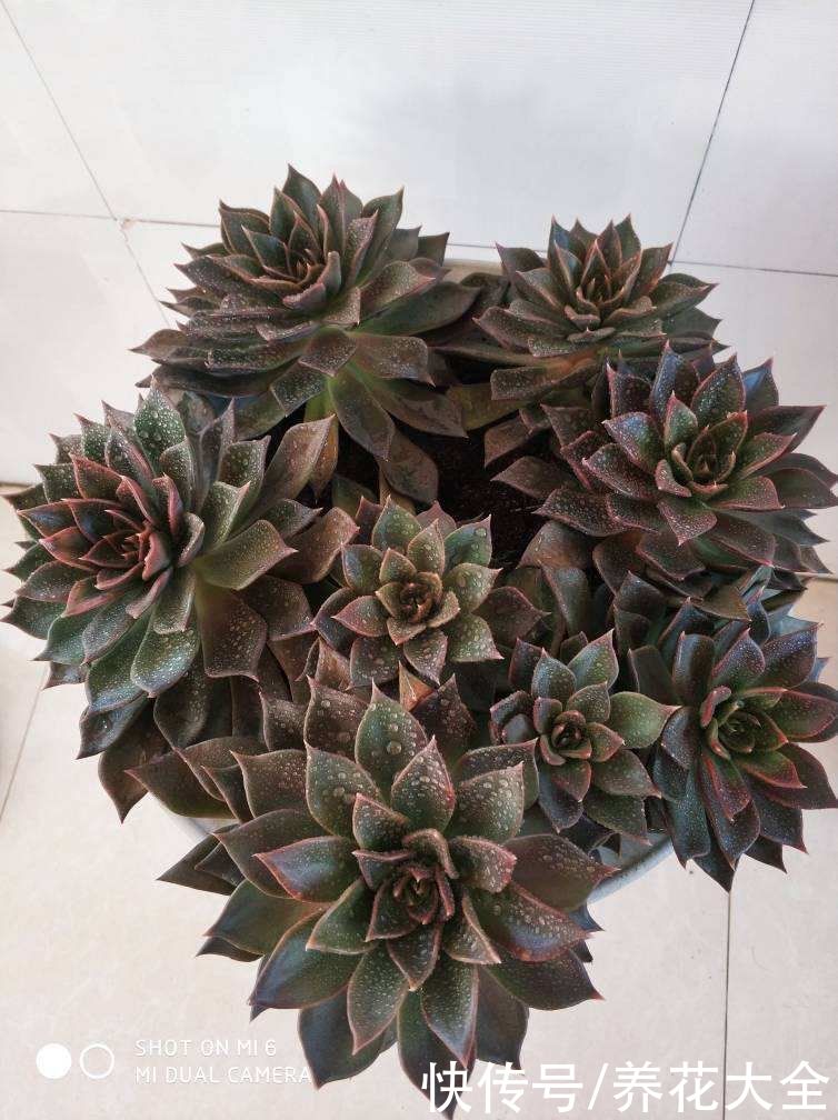 黑王子|不想养绿植，种了这4种“黑植”，养得起劲却差点被扔掉