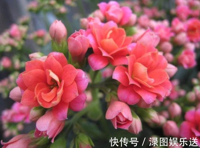 幸福的生活|4种花是“开花大户”，家里养一盆，开花“红又旺”，旺财又旺运