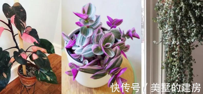 水溶肥|夏季给植物盆栽施肥,有3个忌讳点,做错了就会黄叶烂根