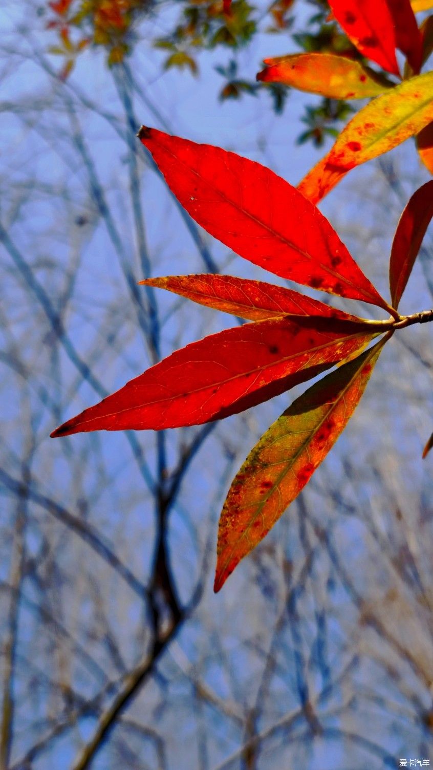 【爱卡踏青季】花枝俏