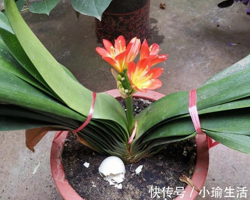 自来水|君子兰天热要休眠，状态越来越差？坚持2不要，安全度夏